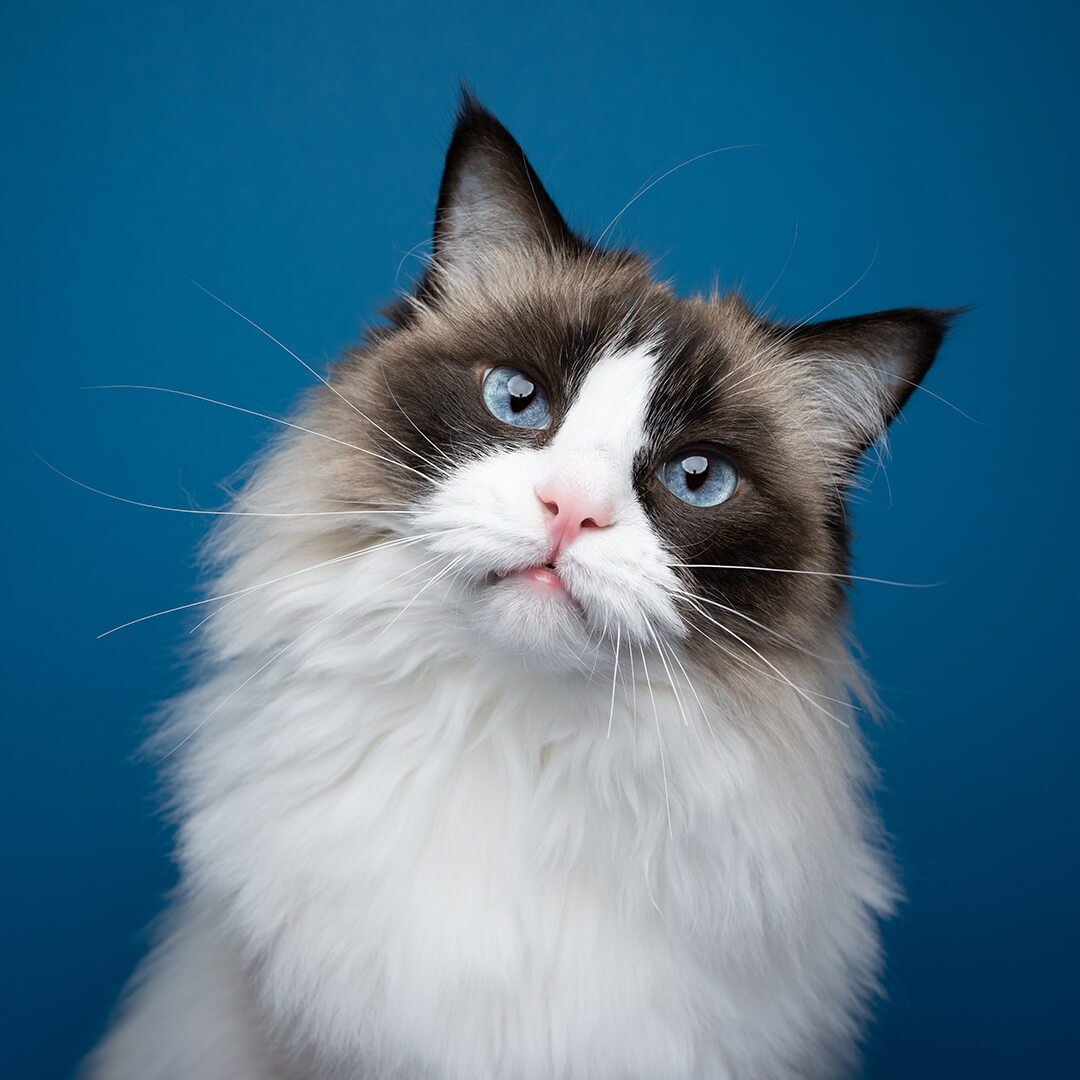 Langhaarige Ragdoll-Katze mit blauen Augen vor blauem Hintergrund – Antworten auf häufige Fragen rund um NutraPet